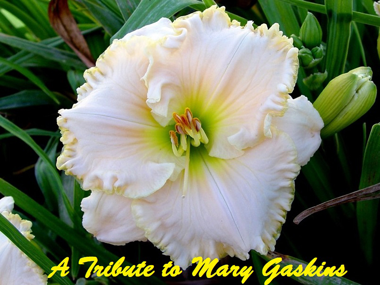 A Tribute to Mary Gaskins