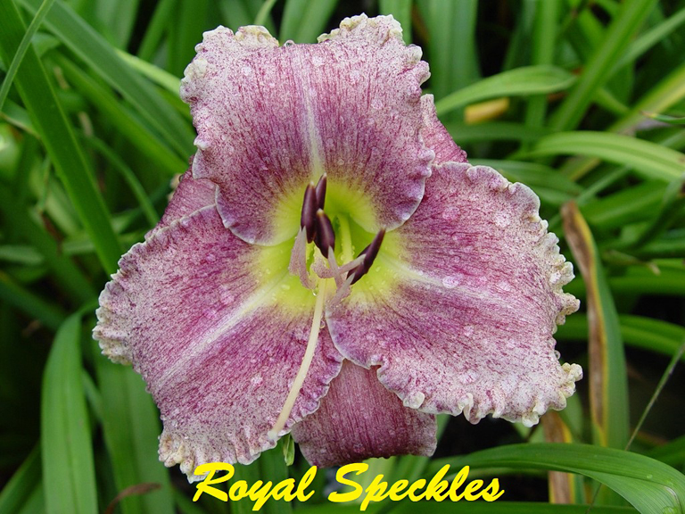 Royal Speckles