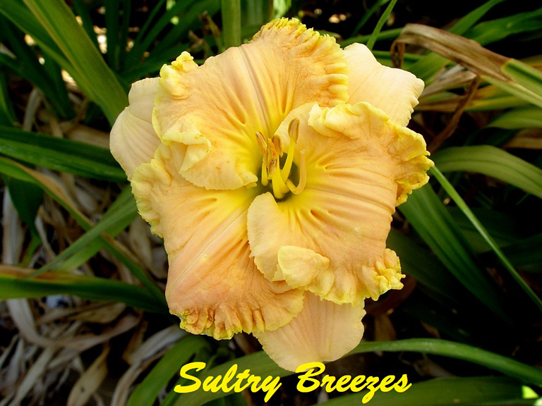 Sultry Breezes