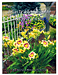 Illustrated Guide To Daylilies