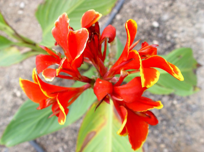 Canna Cleopatra