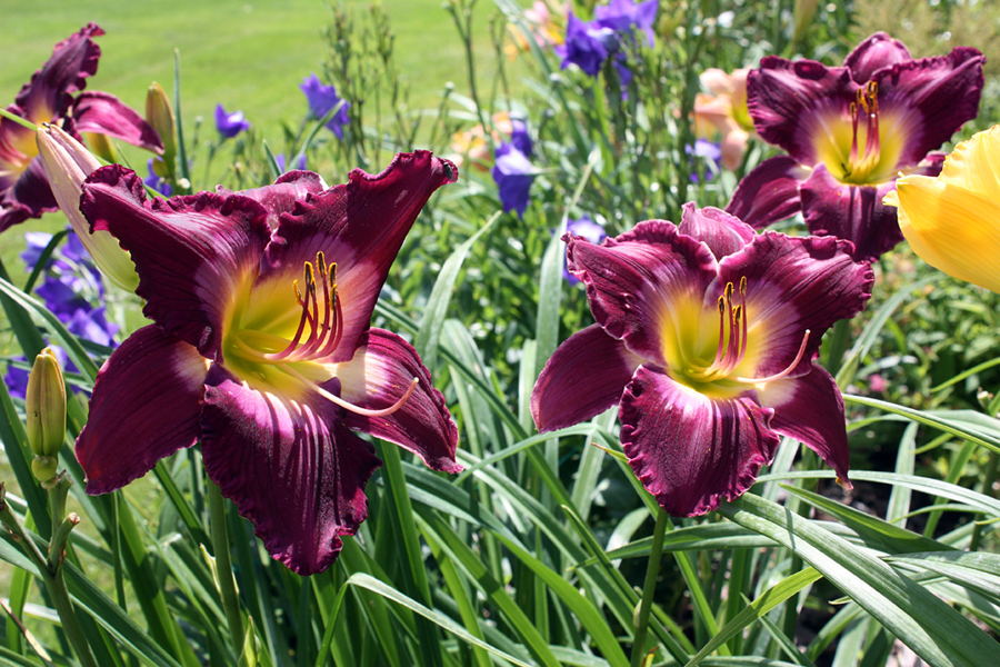 Purple Kaboom